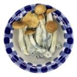 Magic Mushroom
