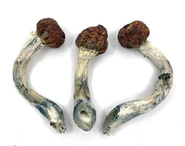 Albino Penis Envy - Image 2