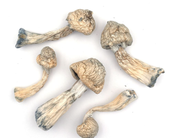 Albino Penis Envy - Image 3