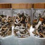 Psychedelic : LSD, Mescaline, psilocybin, PCP, cannabis, Ecstasy, ketamine, salvia, DMT, Magic Mushrooms, MDMA, peyote and Morning glory .