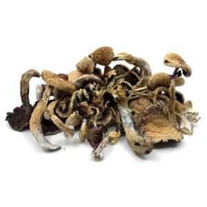 golden teacher mushroom