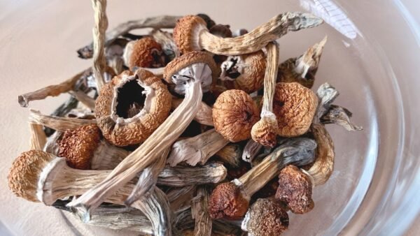 Psilocybin /Magic mushrooms