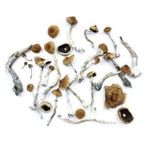 Buy Cambodian Mushroom Online