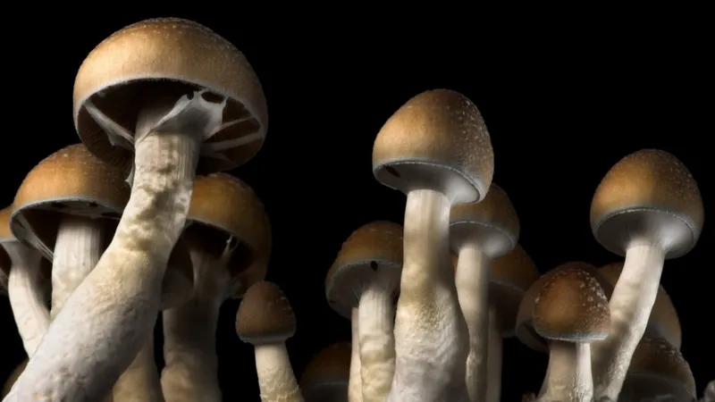 psilocybin mushrooms for anxiety