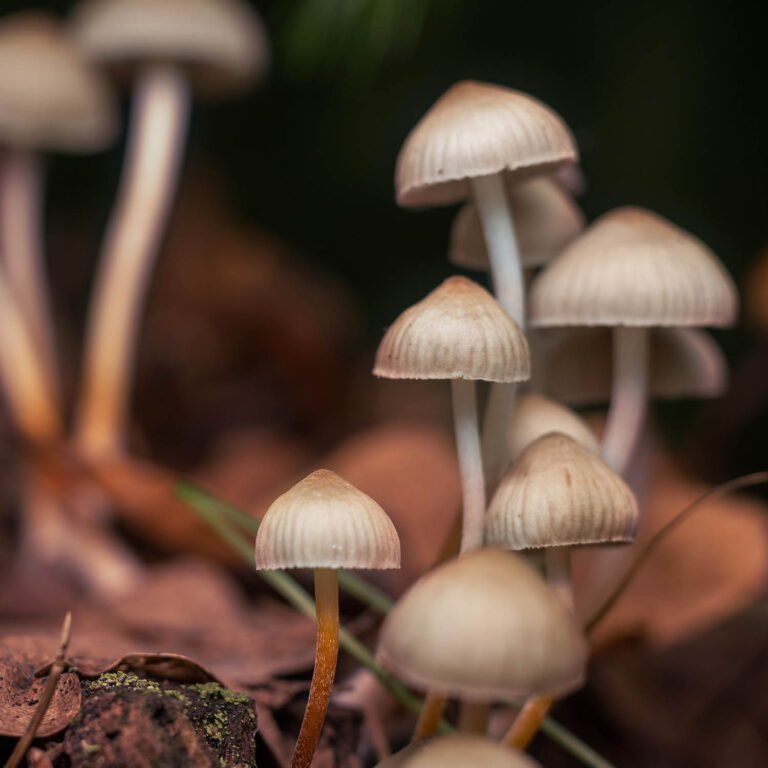 Read more about the article Best mushrooms for anxiety