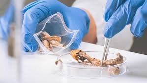 Read more about the article The Future of Psychedelics in Medicine