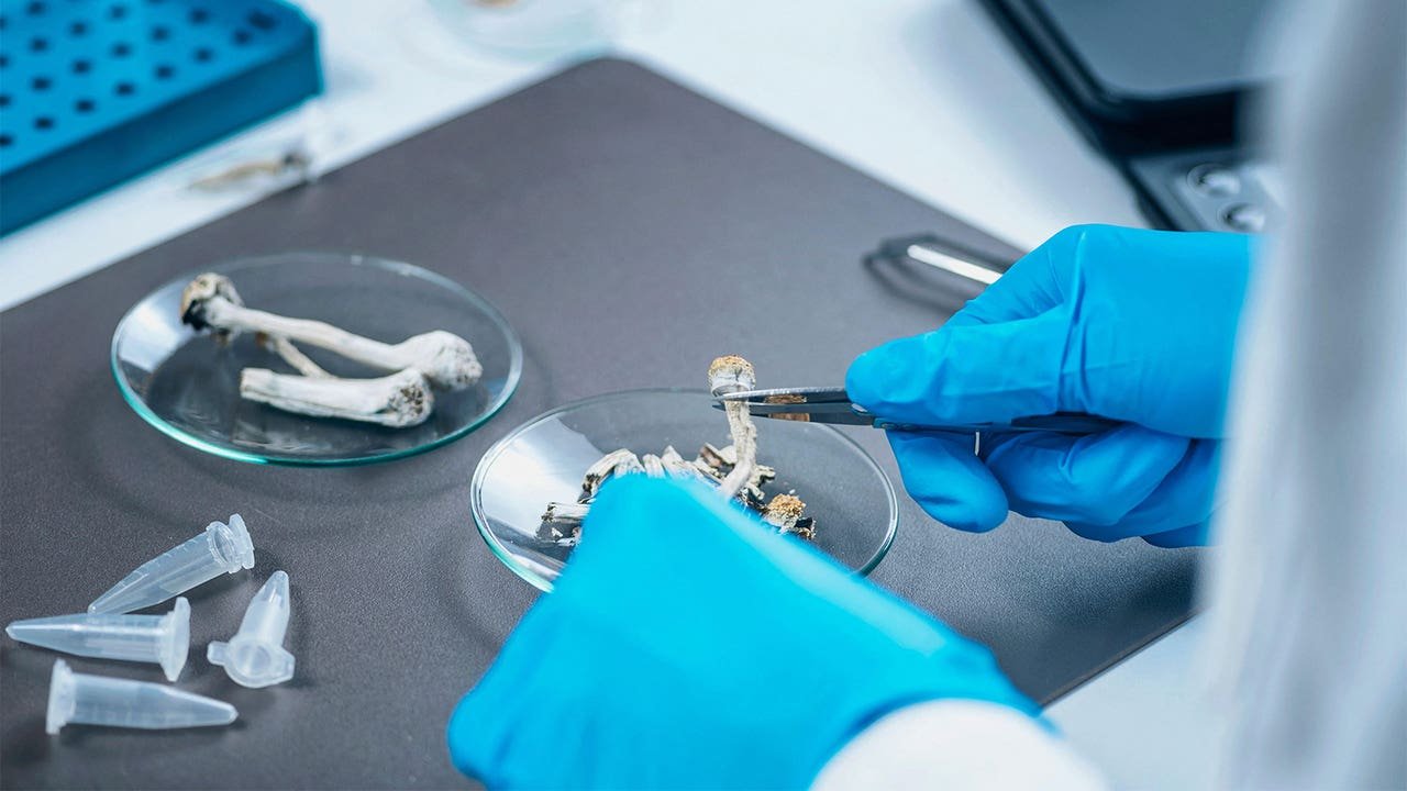 Read more about the article One Psilocybin Dose Outperforms Nicotine Patches for Quitting Smoking, Study Finds