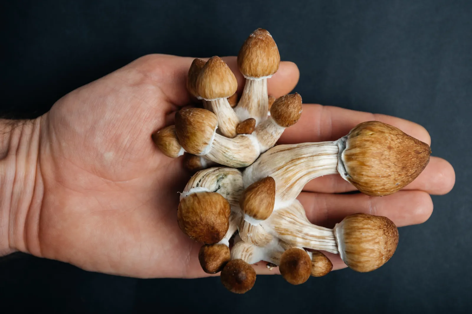 Read more about the article Do Psychedelics Slow Aging? Psilocybin’s Anti-Aging Effects Explained