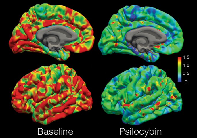 Read more about the article How Psychedelics Affect the Brain