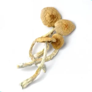 Buy Golden Teacher mushrooms online