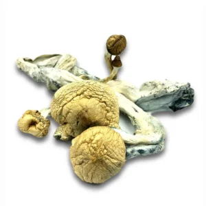 Golden Teacher mushrooms