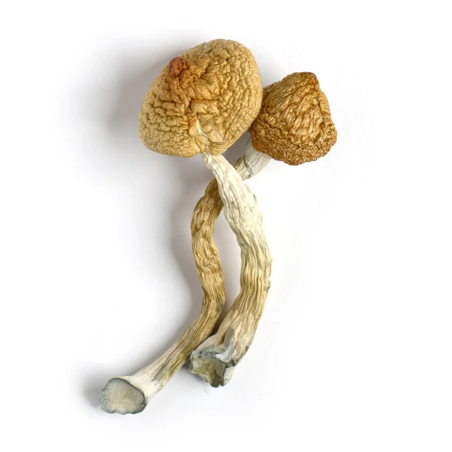 Golden Teacher mushrooms