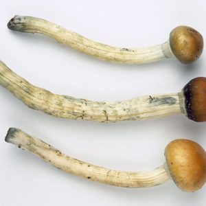 Psilocybe Cyanescens