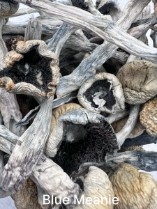 Blue Meanie mushrooms with blue bruising and dried caps
