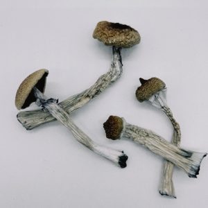 B+ mushroom