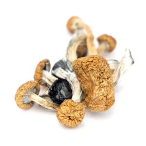 B+ mushroom