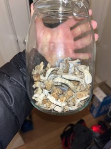 Buy Albino Penis Envy mushrooms 
